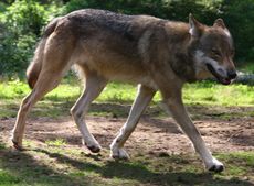 Wolf-126.jpg